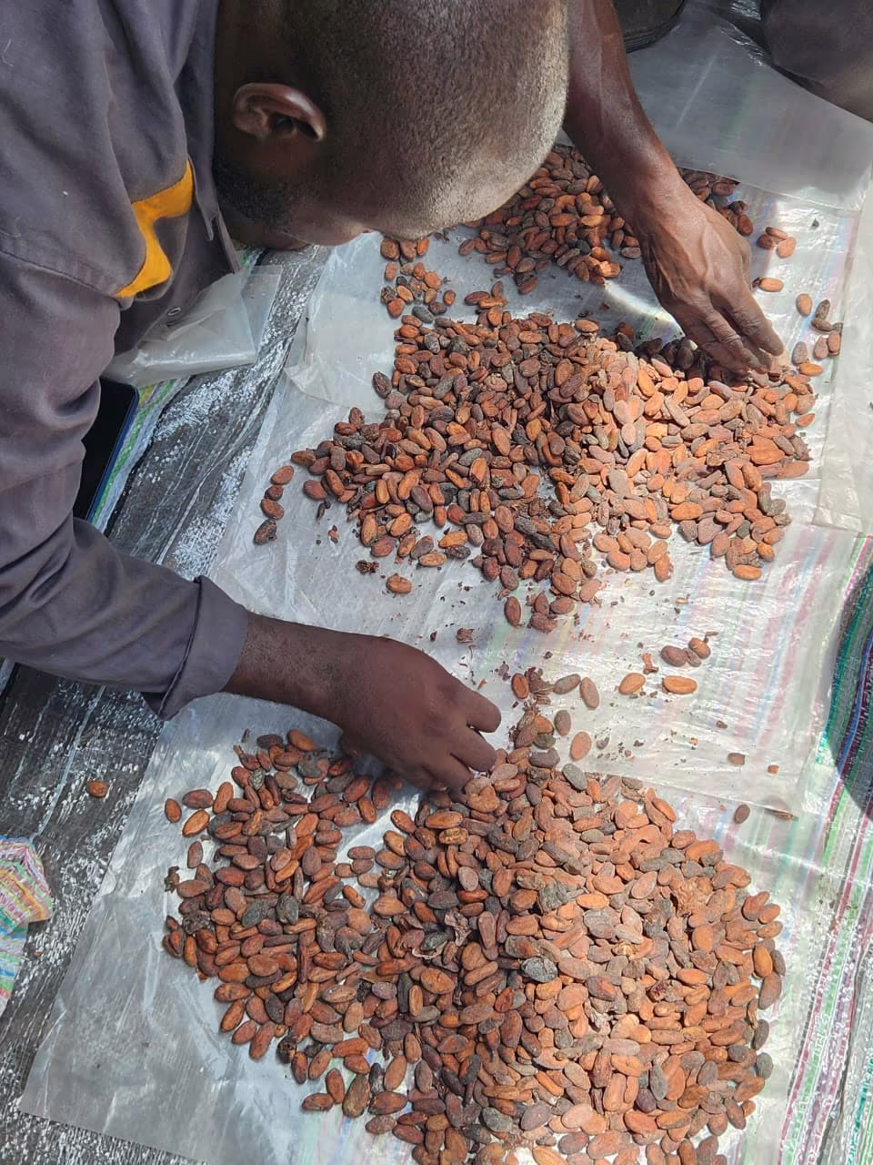 Mains qui trient des fèves de cacao étalées sur une bâche
